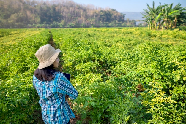 Uma fazendeira indonésia está de pé em um campo de plantas de pimentão