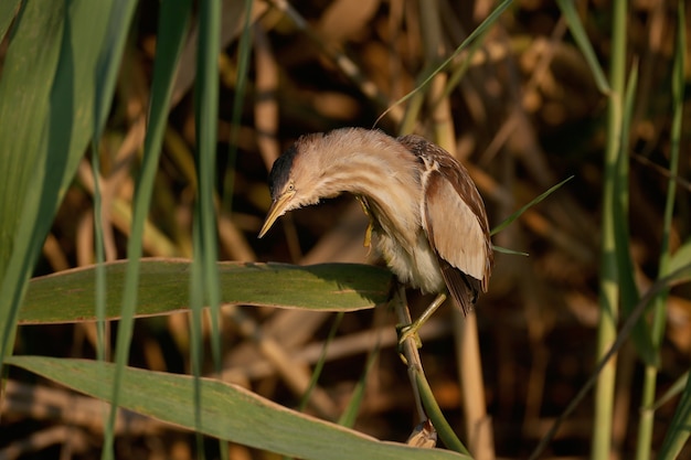 Uma fêmea adulta little bittern foi baleada em uma pose incomum com um pescoço estranhamente arqueado na luz da manhã