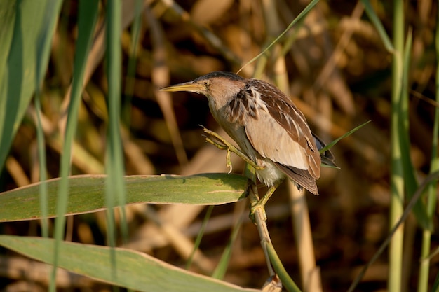 Uma fêmea adulta Little Bittern foi baleada em uma pose incomum com um pescoço estranhamente arqueado na luz da manhã