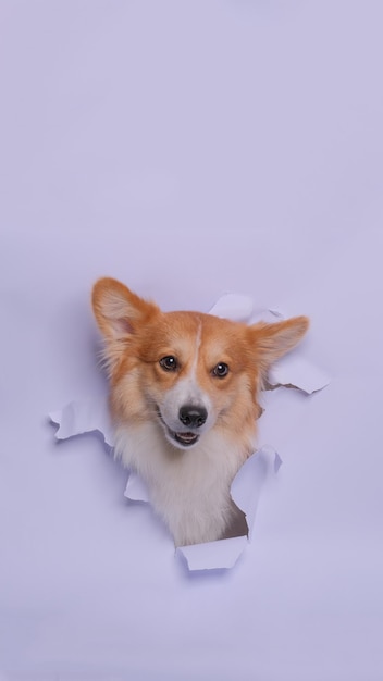 Uma fêmea pembroke welsh corgi dog photoshoot studio fotografia de animais de estimação com conceito quebrando a cabeça de papel cinza através dele com expressão