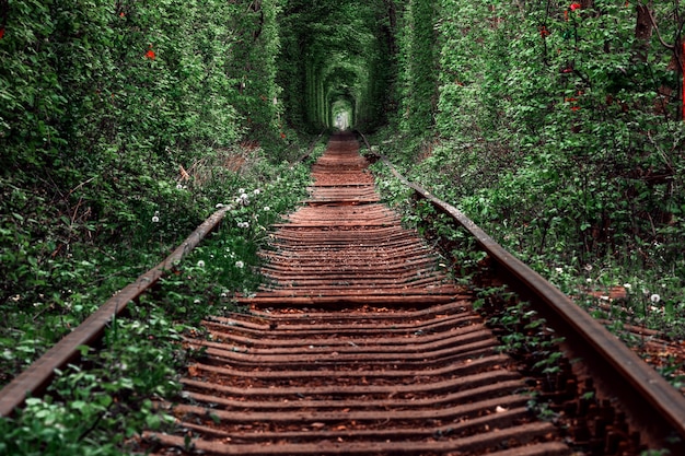 Uma ferrovia na floresta de primavera. túnel do amor, árvores verdes e a ferrovia