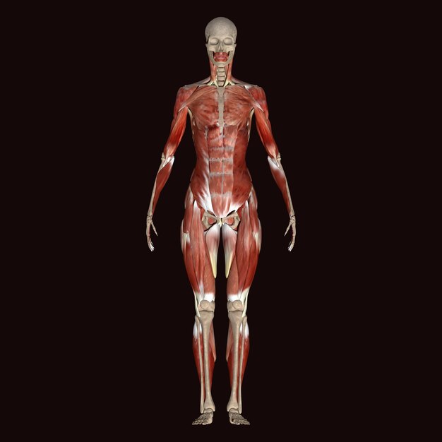 uma figura humana com um corpo vermelho e a metade inferior do corpo