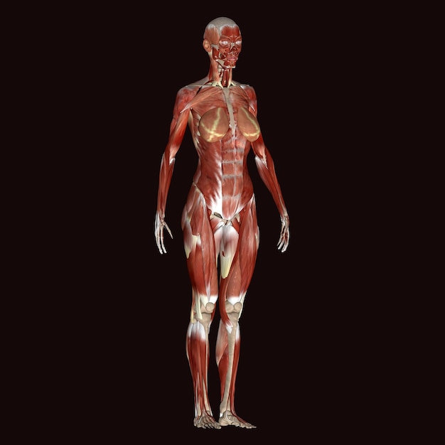 Foto uma figura humana com uma parte inferior do corpo e parte inferior do organismo rotulado anatomia humana