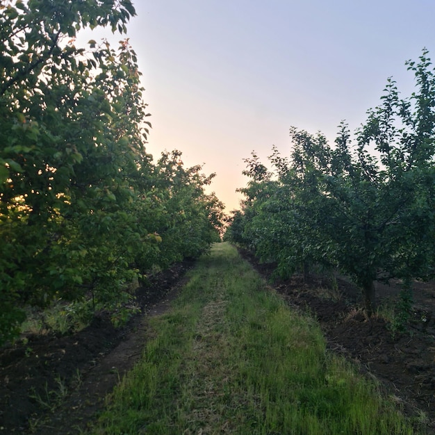 Uma fileira de árvores com a palavra cerejas