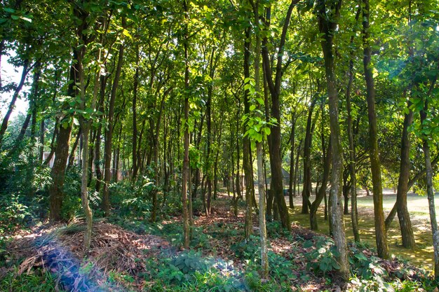 Uma fileira de árvores na paisagem do parque