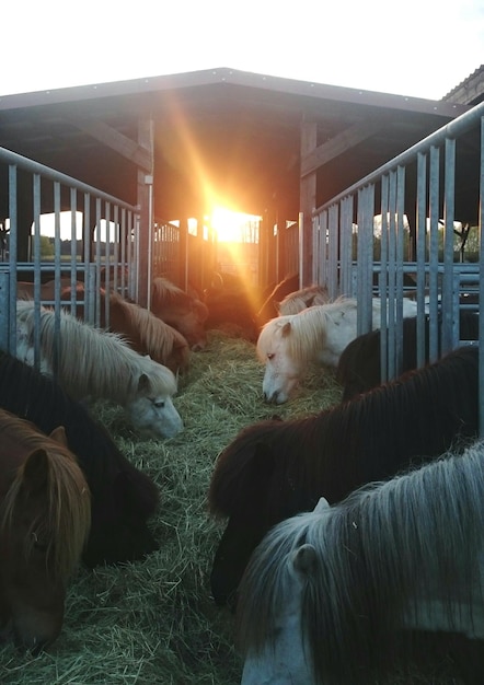 Uma fileira de cavalos de pônei pastando no estábulo durante o pôr-do-sol