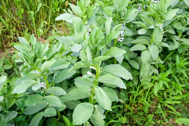 Uma fileira de feijões no jardim Folhas verdes e flores de feijão Brotos verdes de feijão