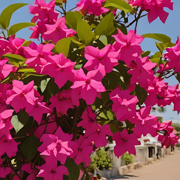 Foto uma fileira de flores cor-de-rosa com uma cerca de piquete branca no fundo