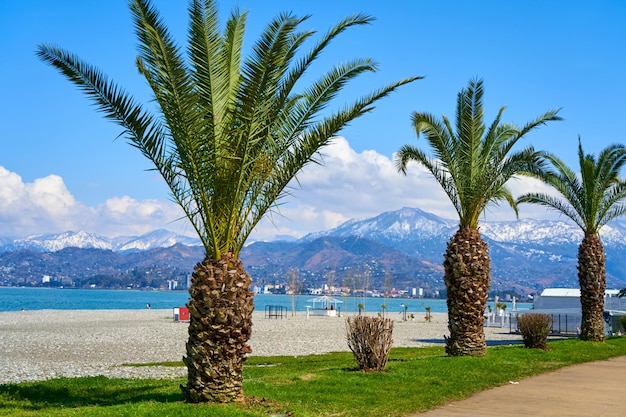 Uma fileira de palmeiras ao longo da linha de aterro à beira-mar em Batumi