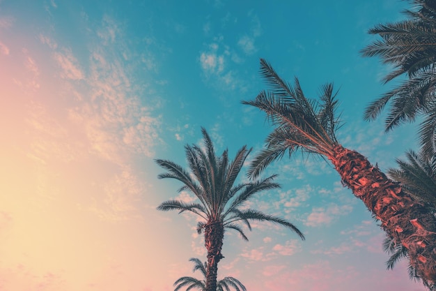Uma fileira de palmeiras tropicais contra um céu por do sol Silhueta de palmeiras altas
