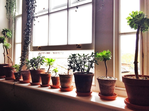 Uma fileira de plantas em vasos no peitoral da janela