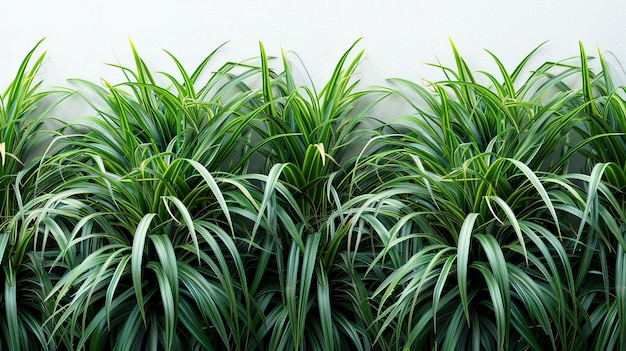 Foto uma fileira de plantas verdes com folhas longas