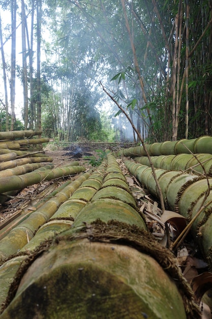 Uma fileira de toras de bambu na floresta