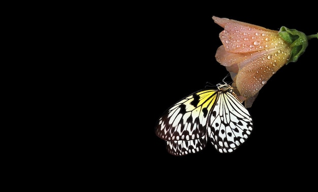 Uma flor amarela com a palavra "dente de leão" nela.