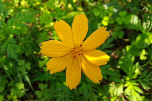 Uma flor amarela com a palavra "na face".