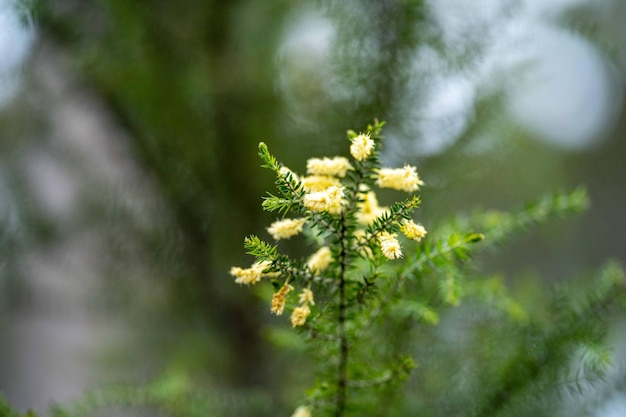 Uma flor amarela com caule verde e uma planta verde com flores amarelas.