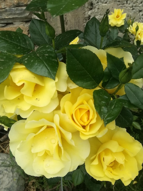 Uma flor amarela com folhas verdes está no fundo