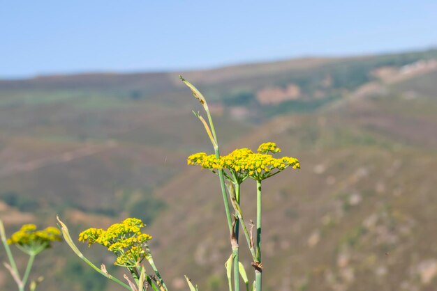 Uma flor amarela com fundo verde e uma montanha ao fundo