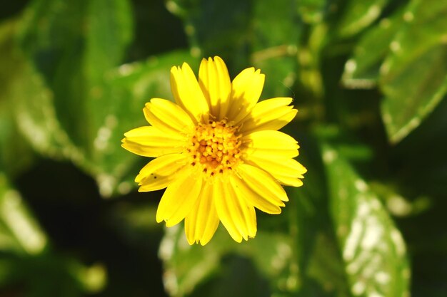 Uma flor amarela com fundo verde