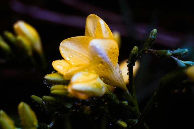 uma flor amarela com gotas de chuva sobre ela