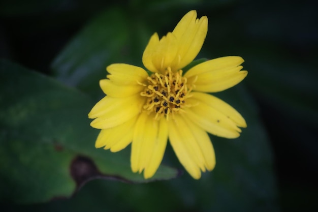 Uma flor amarela com o centro aberto mostrando as pétalas amarelas.