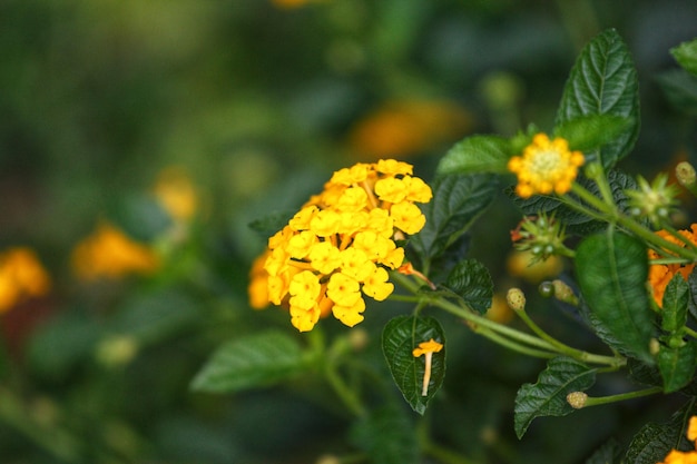 Uma flor amarela com o número 3 nela