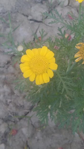 uma flor amarela com o número 4 nela