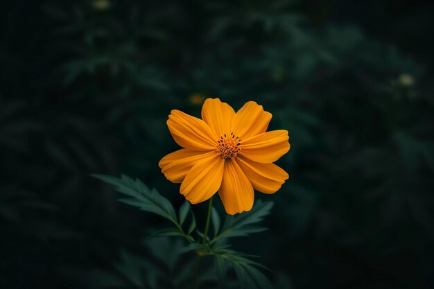 Foto uma flor amarela com pétalas laranjas que diz: