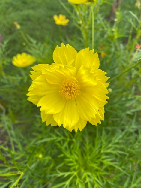 Uma flor amarela com um centro amarelo