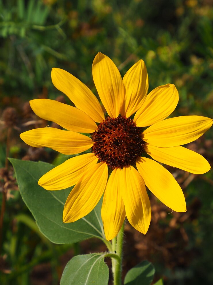 Foto uma flor amarela com um centro escuro e um centro escuro.