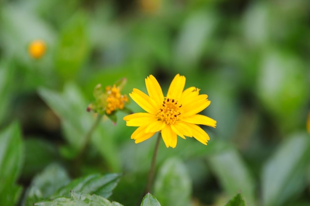 Uma flor amarela com um fundo verde