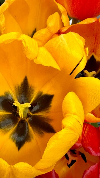 Foto uma flor amarela com um ponto preto no centro