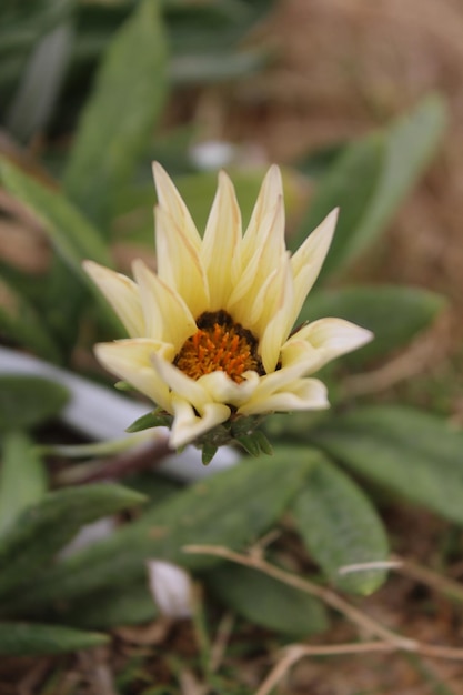 Foto uma flor amarela com uma abelha nela