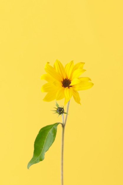 Uma flor amarela de topinambur na foto vertical amarela única alcachofra de Jerusalém amarela