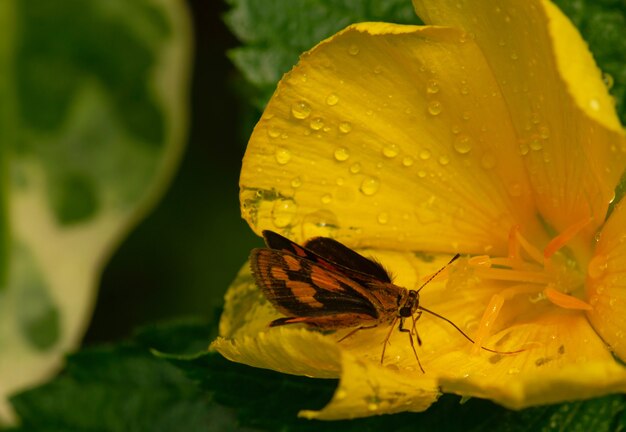 Uma flor amarela do botão de ouro e uma borboleta com gotas de água.