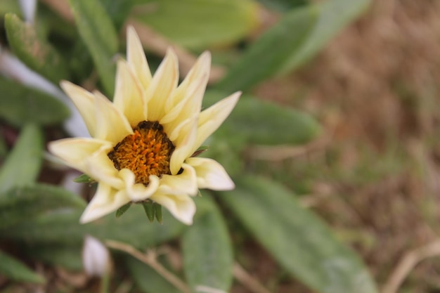 Uma flor amarela e branca com um centro amarelo