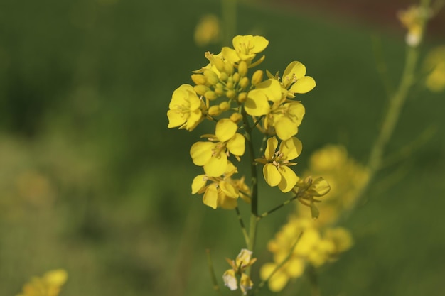 Uma flor amarela em um campo verde