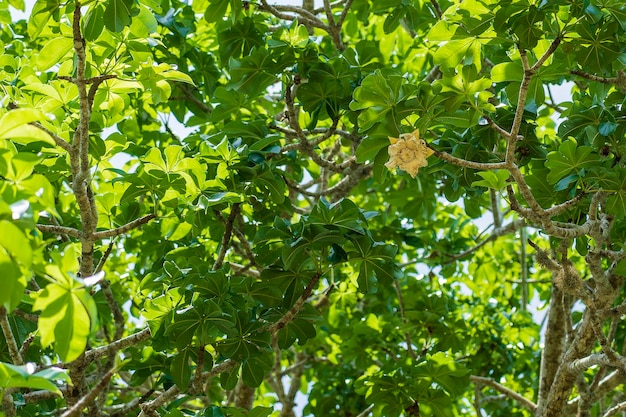 Uma flor amarela em uma árvore baobá com folhas verdes ao fundo em um dia ensolarado na ilha de Zanzibar Tanzânia África