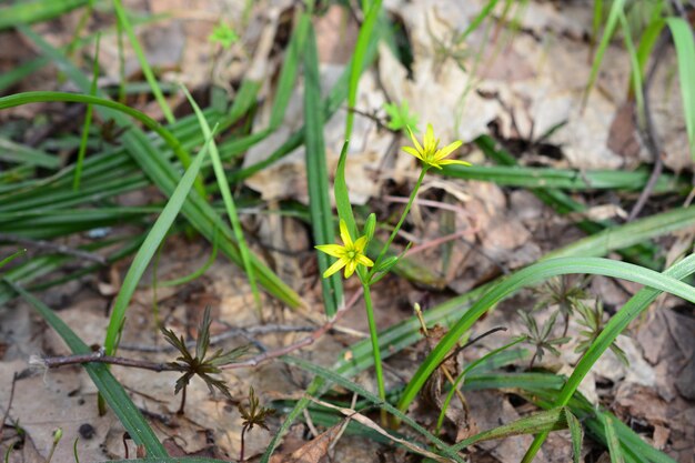 Foto uma flor amarela está crescendo na grama perto