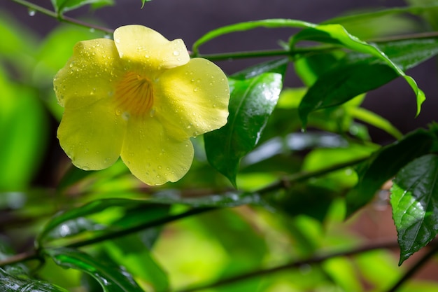 Uma flor amarela nativa de Madagascar com pequenas gotas de chuva