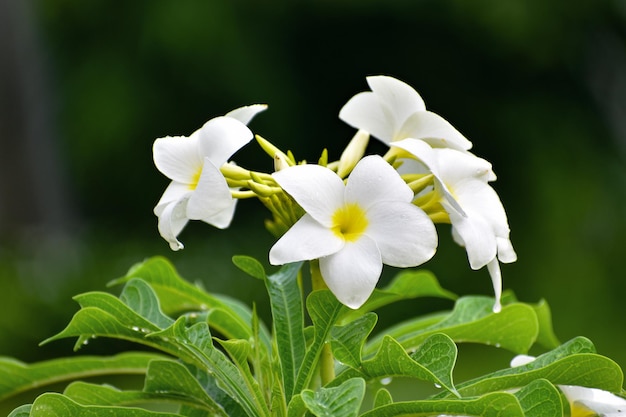 Uma flor, às vezes conhecida como flor ou flor, é a estrutura reprodutiva encontrada em plantas com flores, plantas da divisão Magnoliophyta, também chamadas angiospermas.