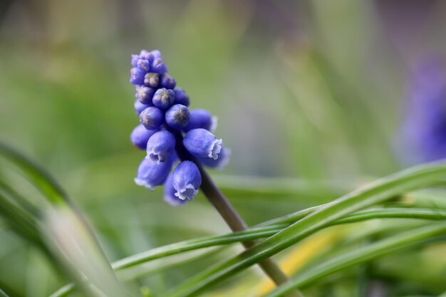 Uma flor azul com a palavra "do lado