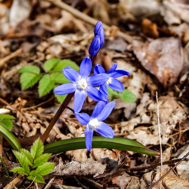 Uma flor azul com centro branco está crescendo na floresta.