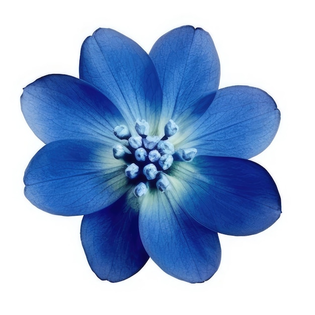 Foto uma flor azul com o centro do centro é mostrada na imagem.