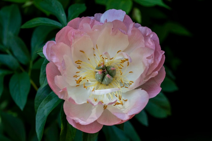 Foto uma flor bonita em um jardim