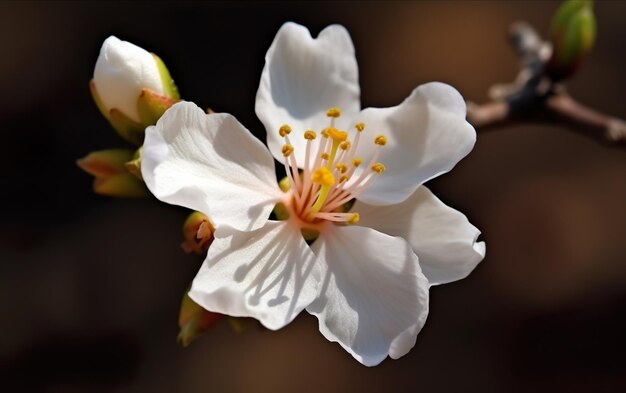 Uma flor branca com a palavra cereja