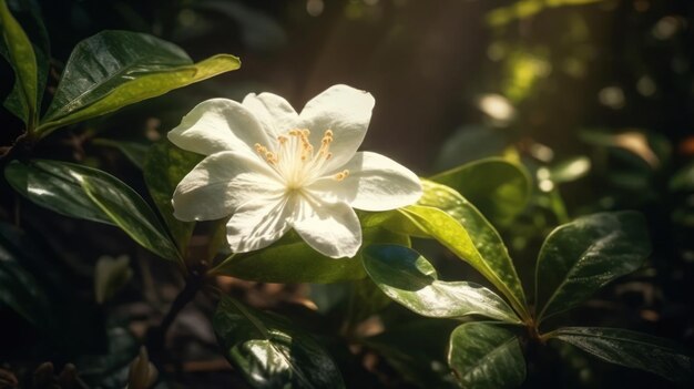 Uma flor branca com a palavra jasmim nela