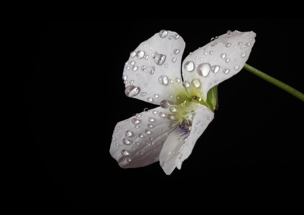 Uma flor branca com água cai sobre ela e a palavra b.