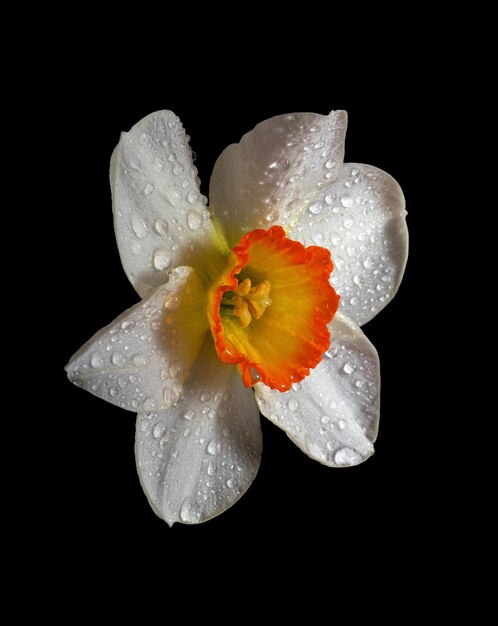 Uma flor branca com água cai sobre ela