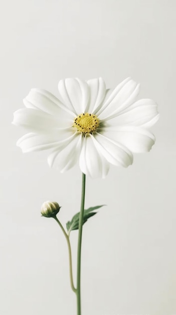 Uma flor branca com centro amarelo e caule verde.